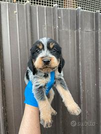 Segugio per caccia al cinghiale