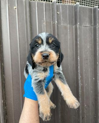 Segugio per caccia al cinghiale