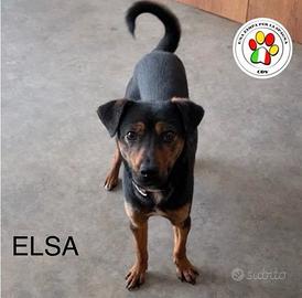 ADOZIONE ELSA giovane meticcia tg.piccola