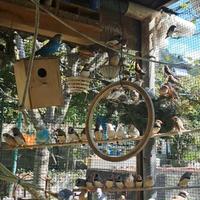 Diamantini mandarini