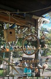 Diamantini mandarini