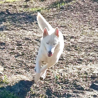 Husky White