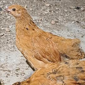 Orpington x vorwerk (incroci galline)