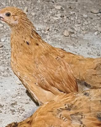 Orpington x vorwerk (incroci galline)