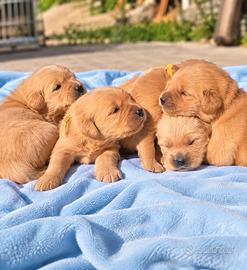 Golden retriever cuccioli 100% americano