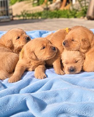 Golden retriever cuccioli 100% americano