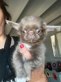 Chihuahua