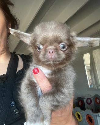 Chihuahua