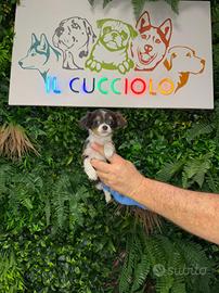 Cucciola di chihuahua tricolore femmina