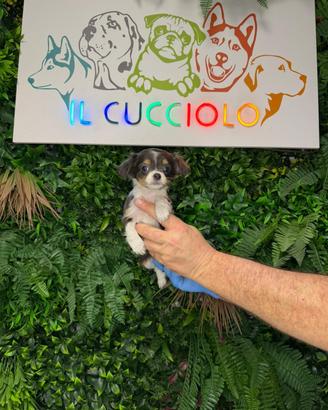 Cucciola di chihuahua sesso maschi