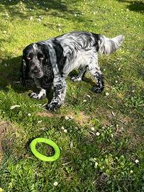 Cocker maschio per accoppiamento