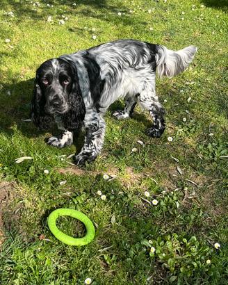 Cocker maschio per accoppiamento