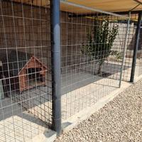 Custodia Pensione cani casalinga