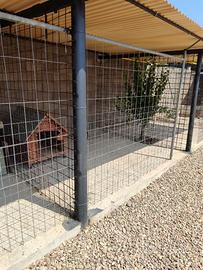 Custodia Pensione cani casalinga