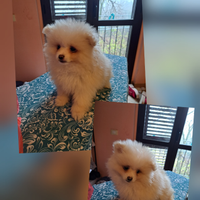 Cuccioli di Pomerania