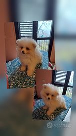 Cuccioli di Pomerania