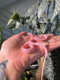 Pantherophis guttatus