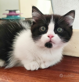 Munchkin gatto bassotto