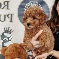 Barboncino Toy nano e mini Toy vari colori