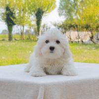 Maltese maschio di 2 mesi