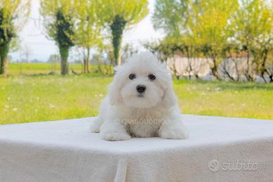 Maltese maschio di 2 mesi