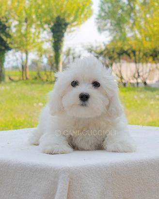 Maltese maschio di 2 mesi