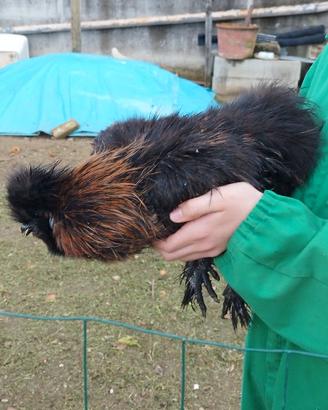 Gallo di moroseta