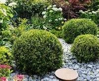 P o l l i c e   V e r d e