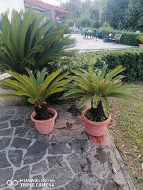 Lotto 2 piante Cycas 