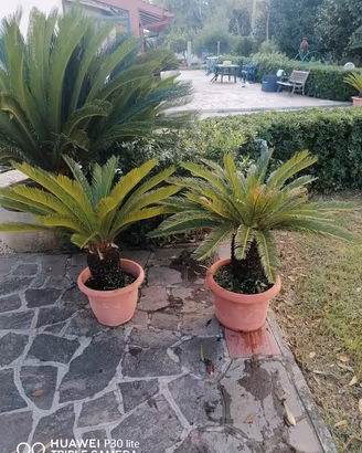 Lotto 2 piante Cycas 