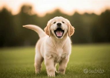 Golden Retriever - cuccioli