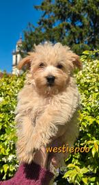 Westiepoo