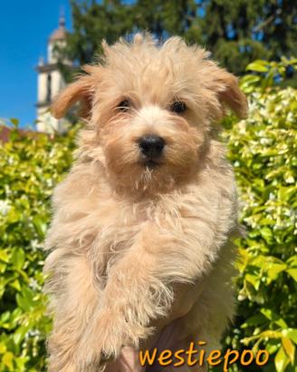Westiepoo
