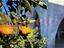 Immagine 24