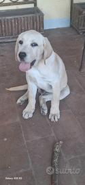 Labrador cucciolo maschio