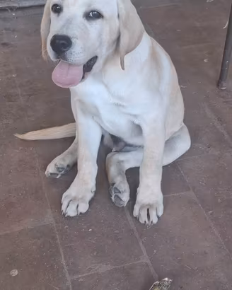 Labrador cucciolo maschio