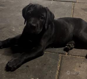 Cucciola di cane corso