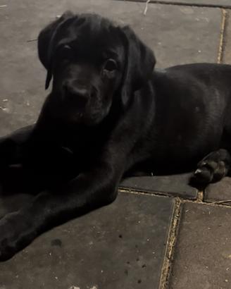 Cucciola di cane corso