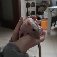 Adozione ratte da compagnia