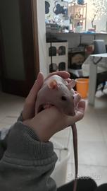 Adozione ratte da compagnia