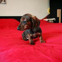 Bassotti cuccioli kaninchen