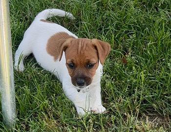 Jack Russell Terrier