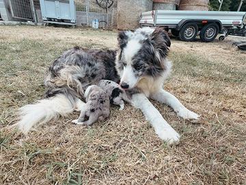 Cuccioli di border collie
