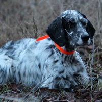 Setter Inglese pronta caccia