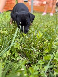 Pinscher