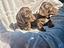 Immagine 2