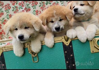 Cuccioli akita inu giapponese -20% prenotazione