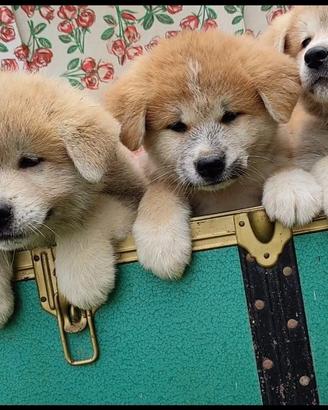 Cuccioli akita inu giapponese -20% prenotazione