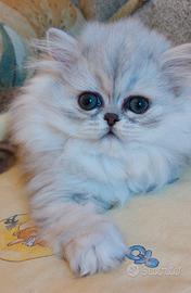 White Heaven Perseo,maschio persiano chinchilla