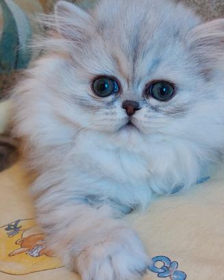 White Heaven Perseo,maschio persiano chinchilla